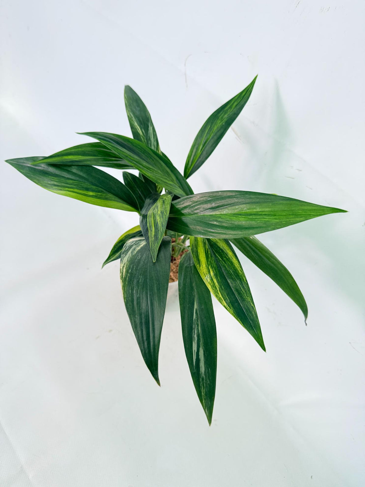Epipremnum Amplissimum variegata Aurea 01