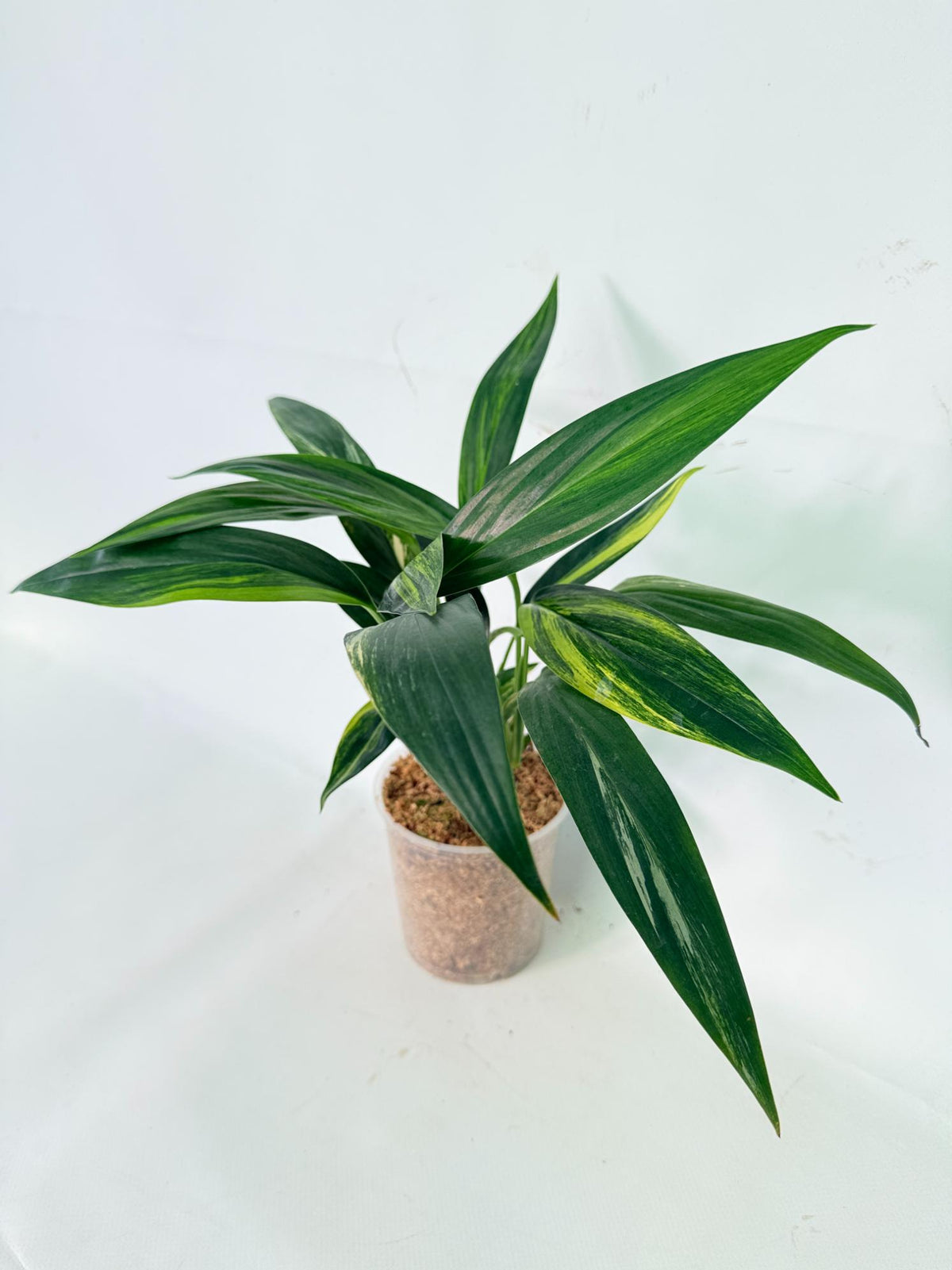Epipremnum Amplissimum variegata Aurea 02