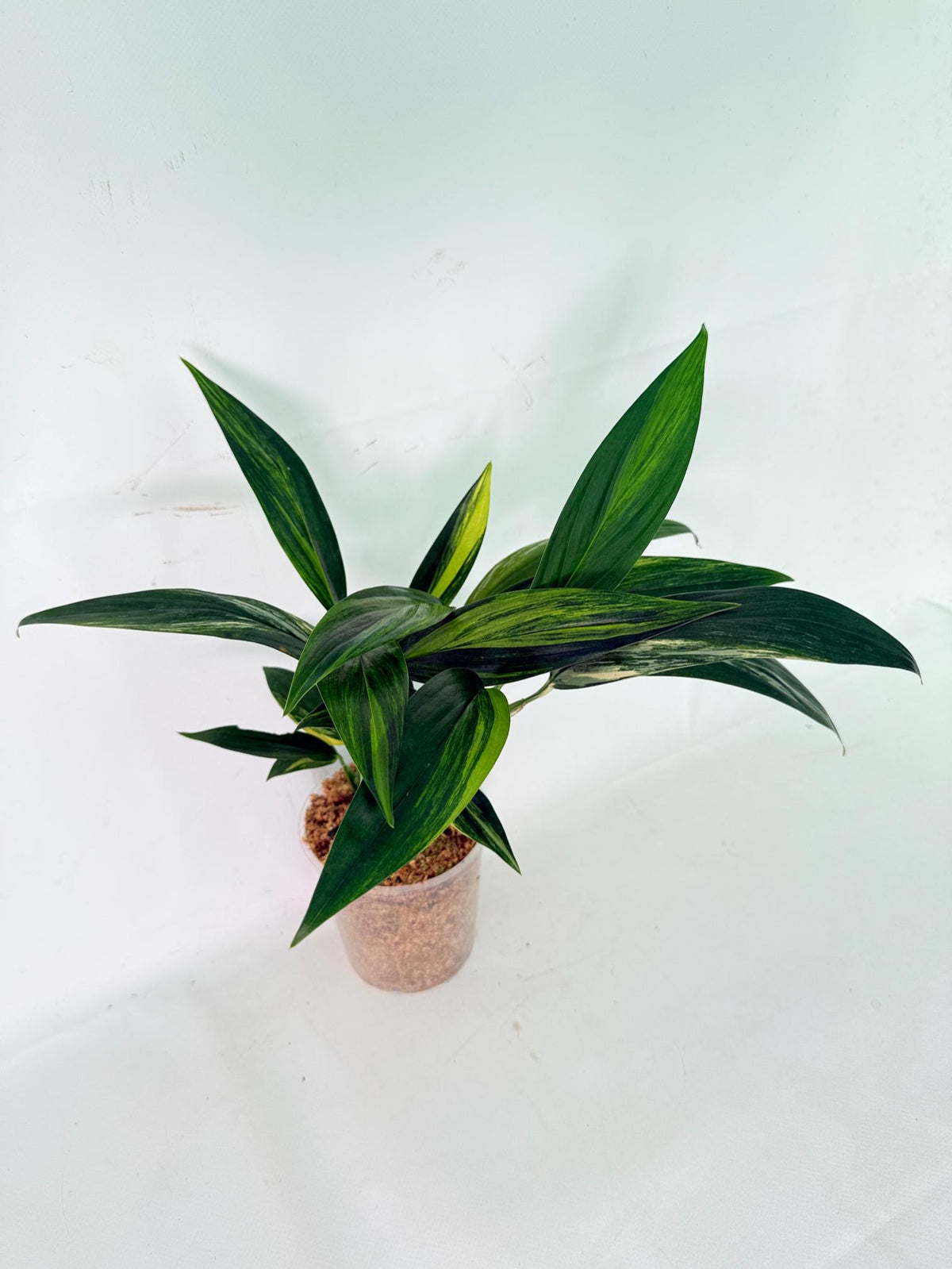 Epipremnum Amplissimum variegata Aurea 03