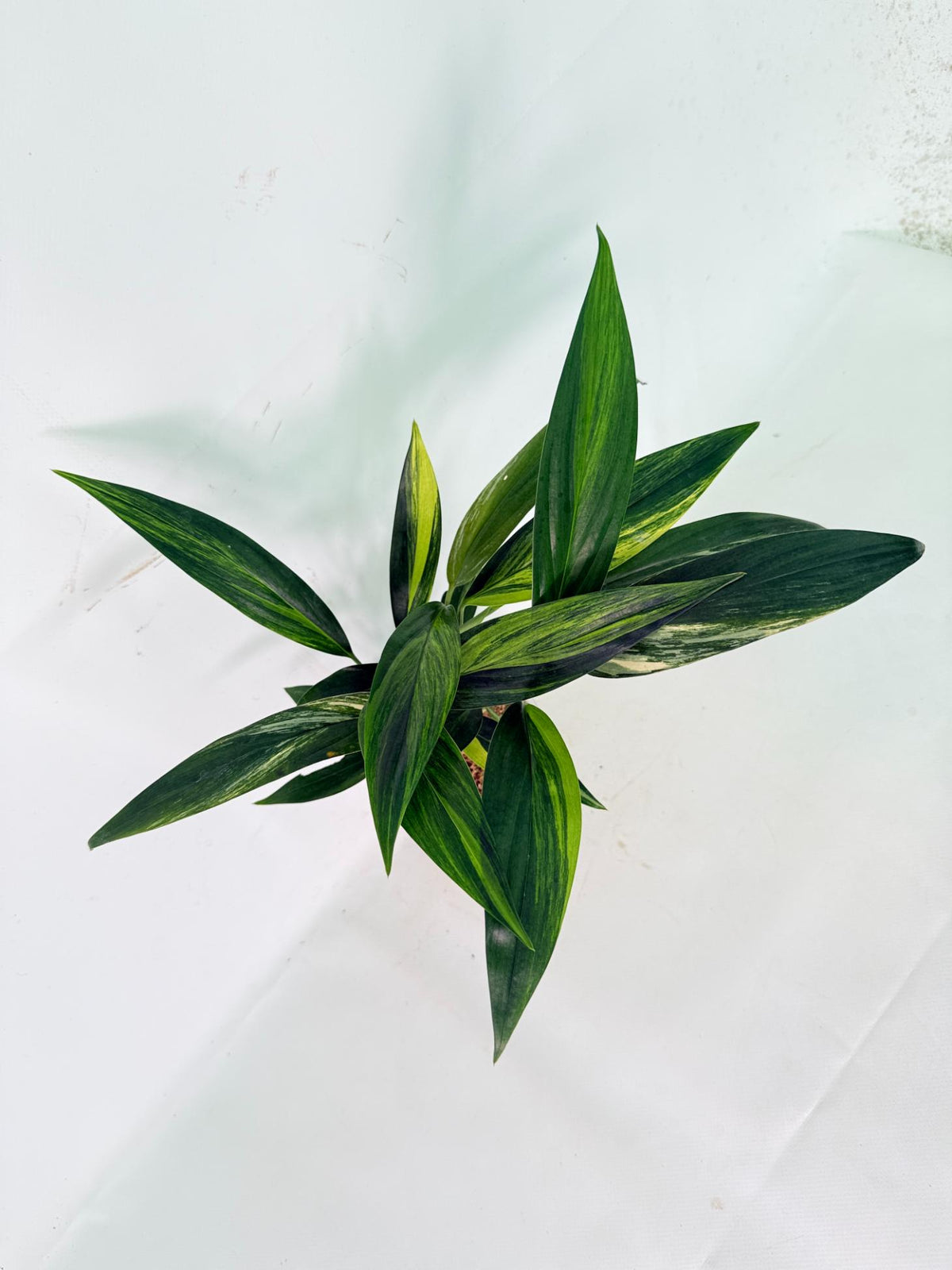 Epipremnum Amplissimum variegata Aurea 04