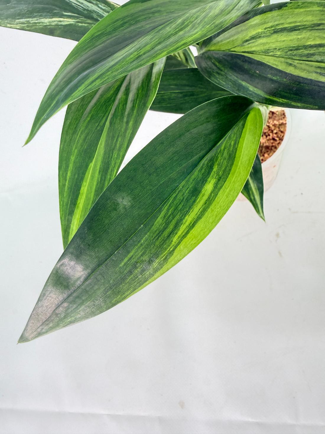 Epipremnum Amplissimum variegata Aurea 05