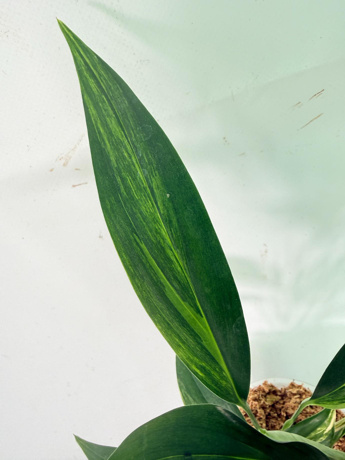 Epipremnum Amplissimum variegata Aurea 06