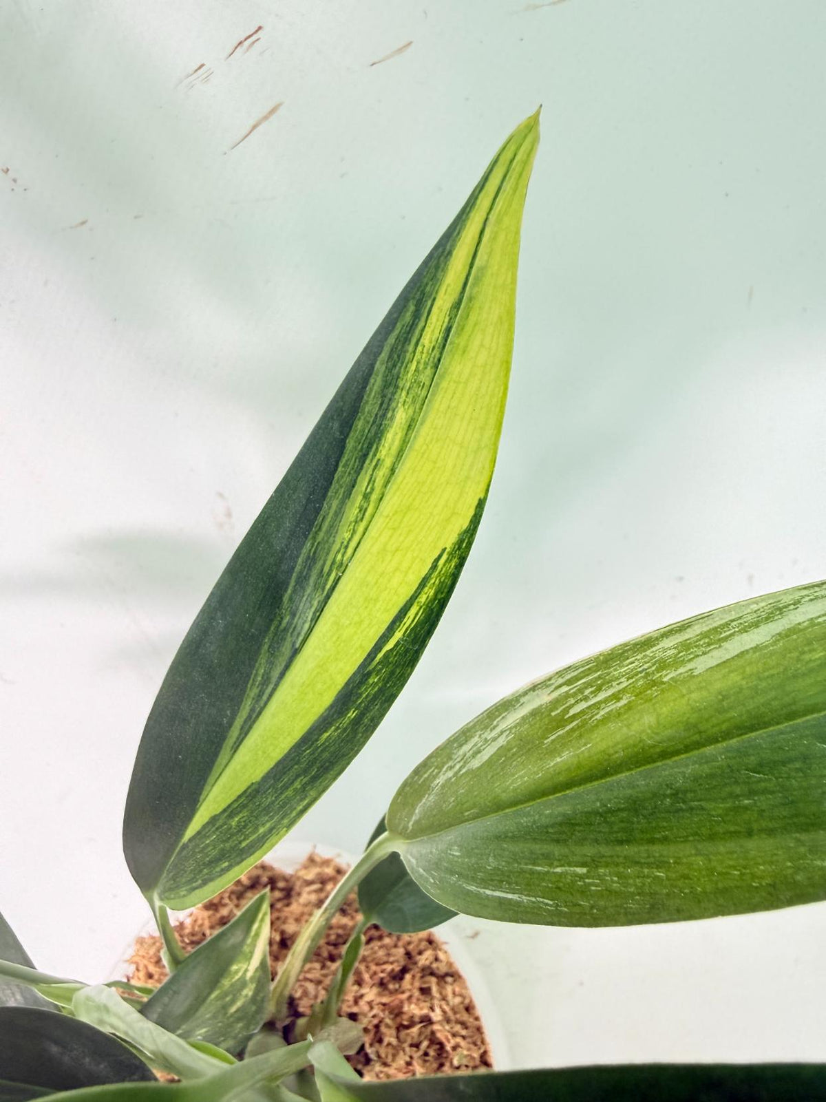 Epipremnum Amplissimum variegata Aurea 07