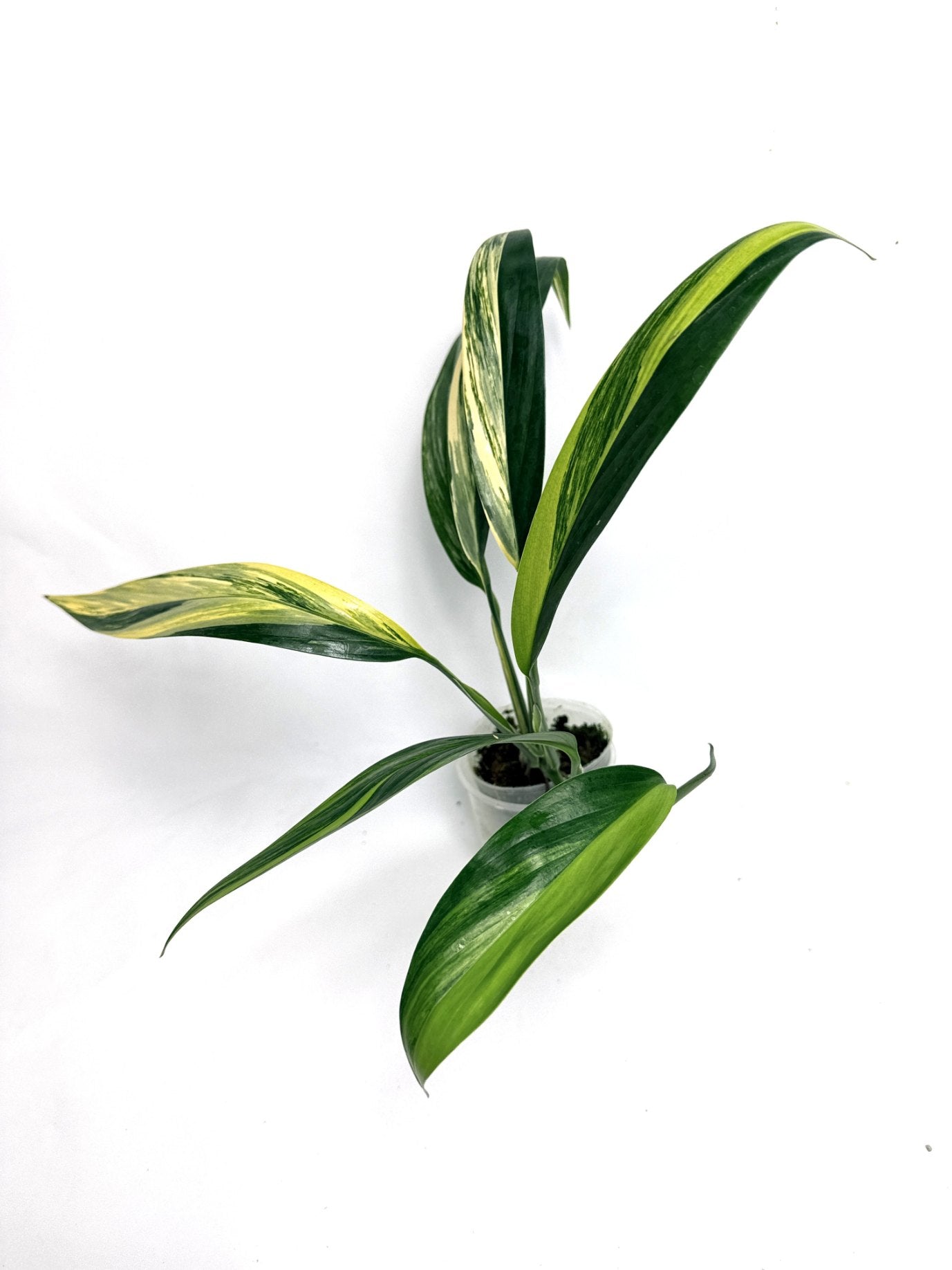 Epipremnum Amplissimum variegata Aurea