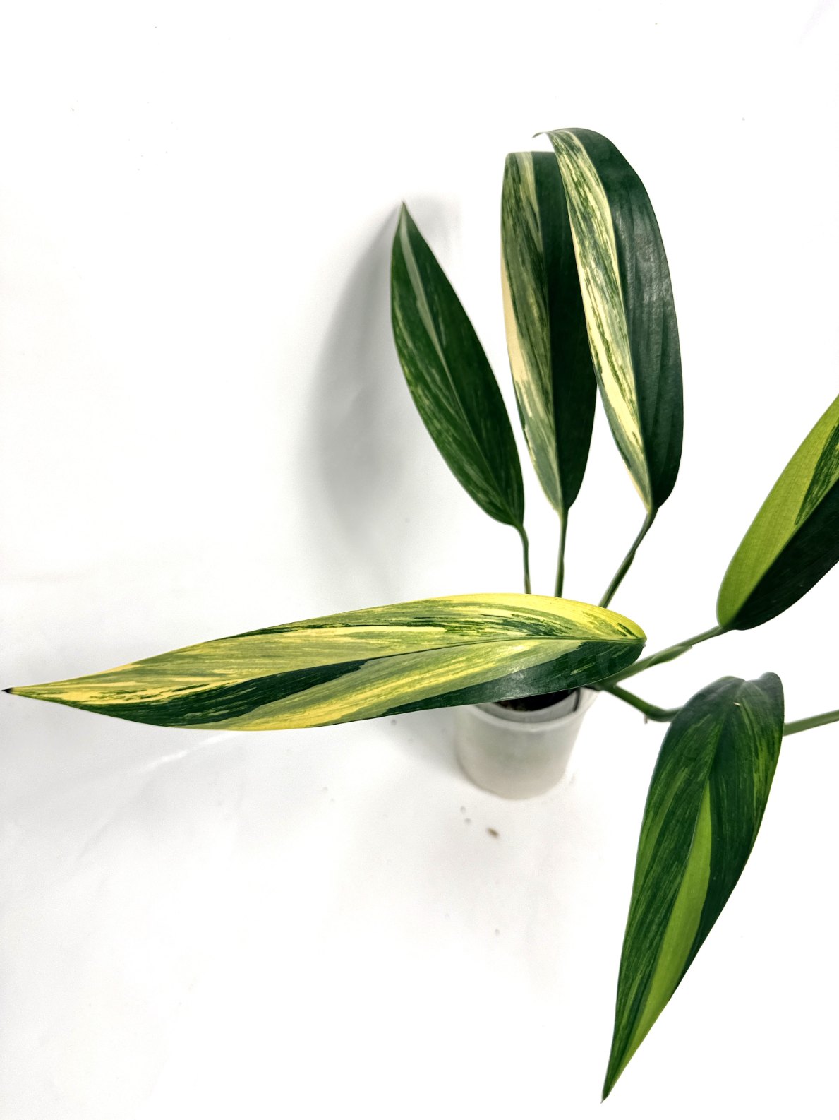 Epipremnum Amplissimum variegata Aurea