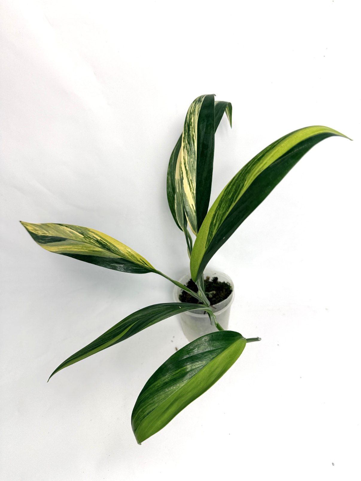 Epipremnum Amplissimum variegata Aurea