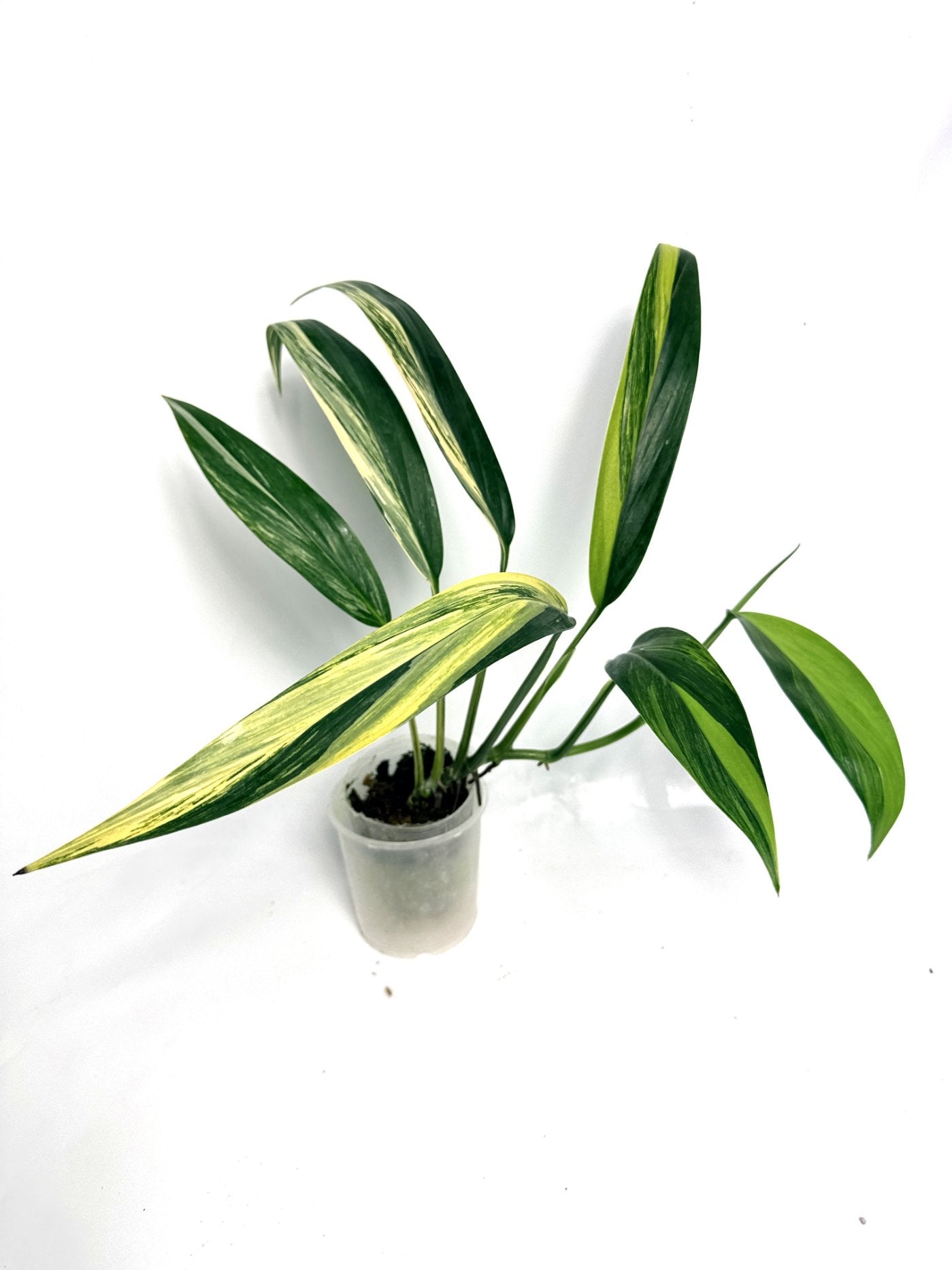 Epipremnum Amplissimum variegata Aurea