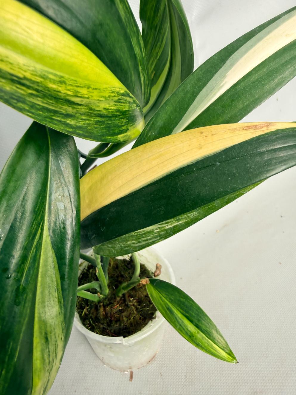 Epipremnum Amplissimum variegata Aurea 09