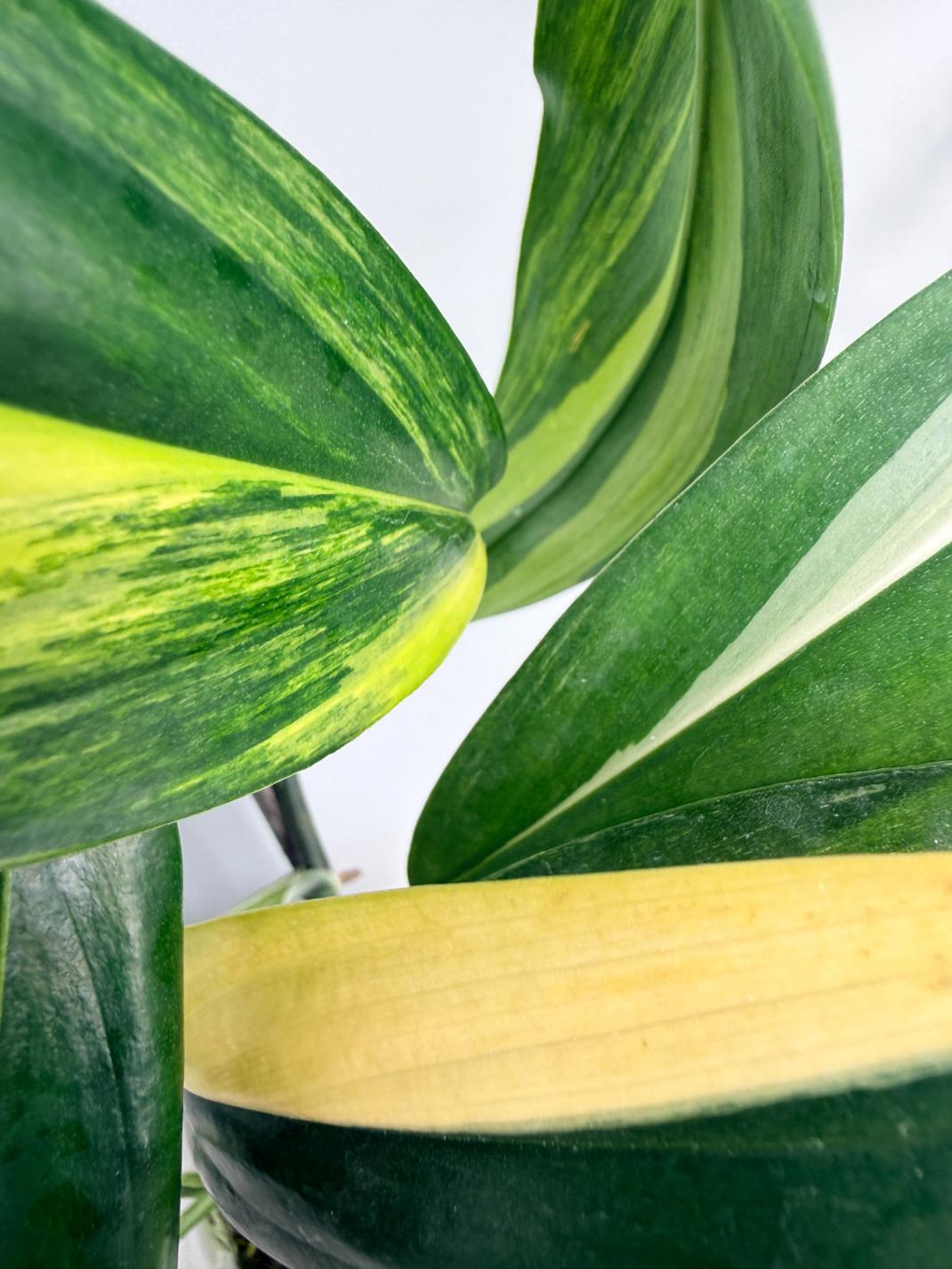 Epipremnum Amplissimum variegata Aurea 10