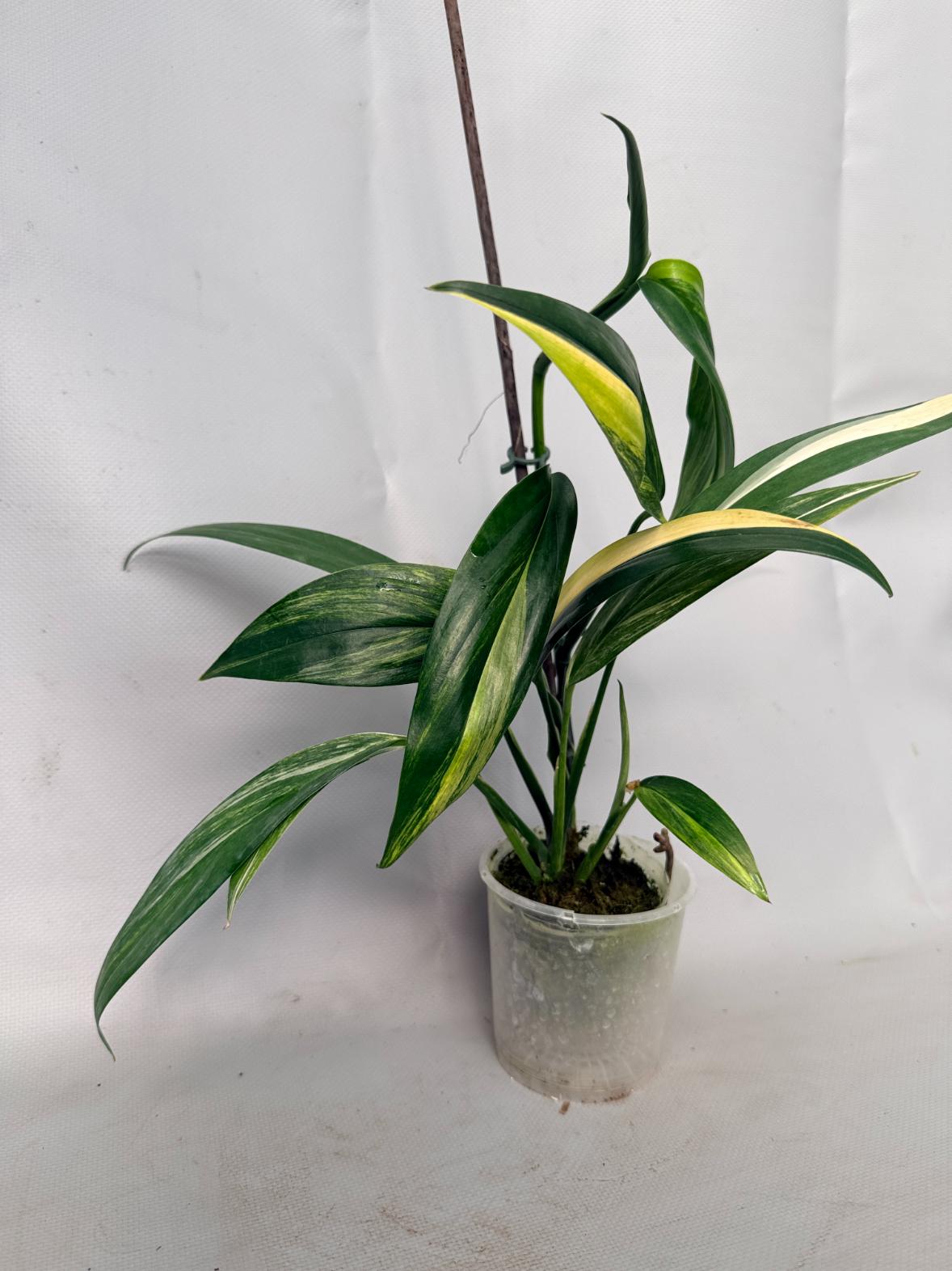 Epipremnum Amplissimum variegata Aurea 01