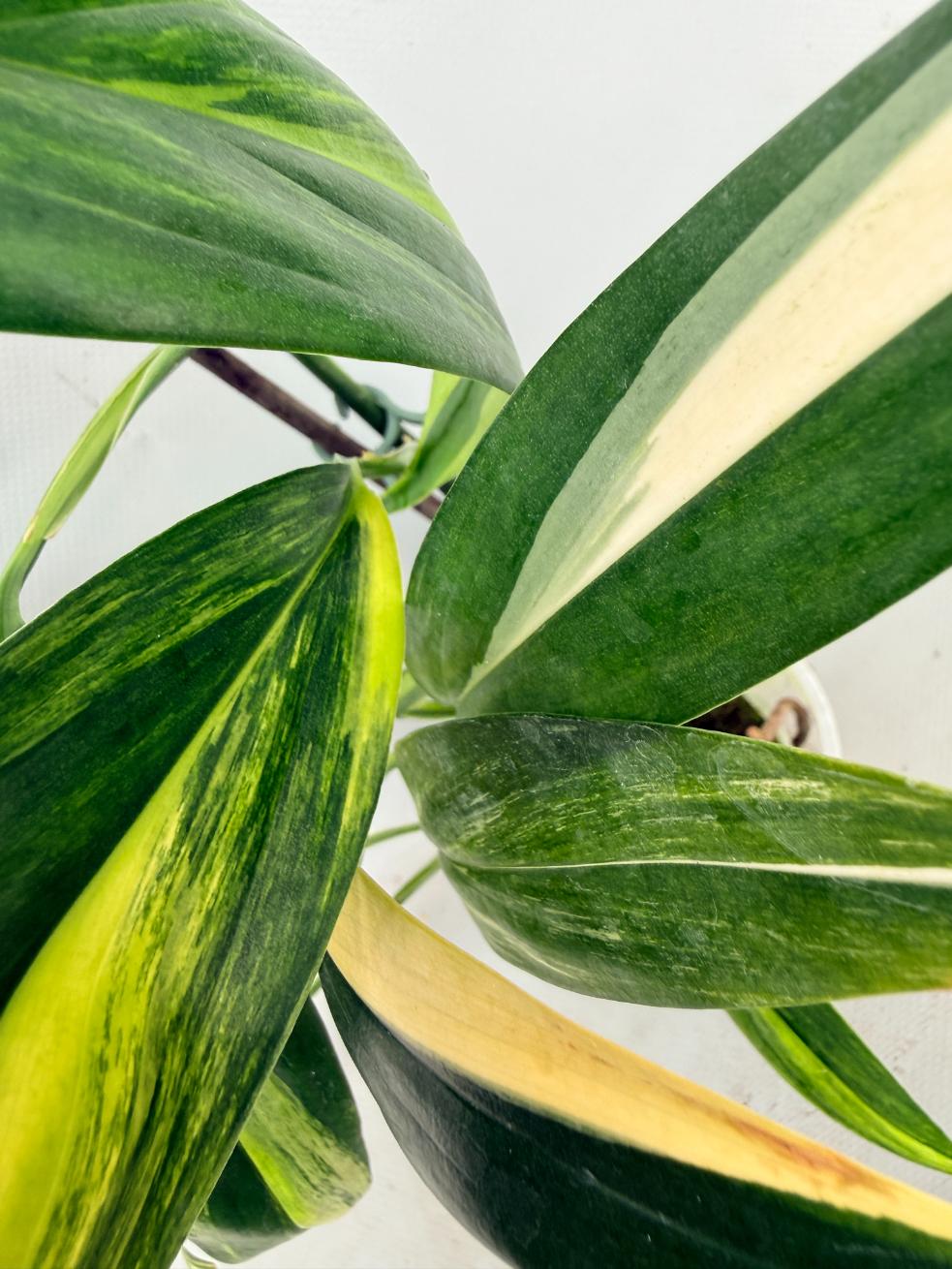 Epipremnum Amplissimum variegata Aurea 02