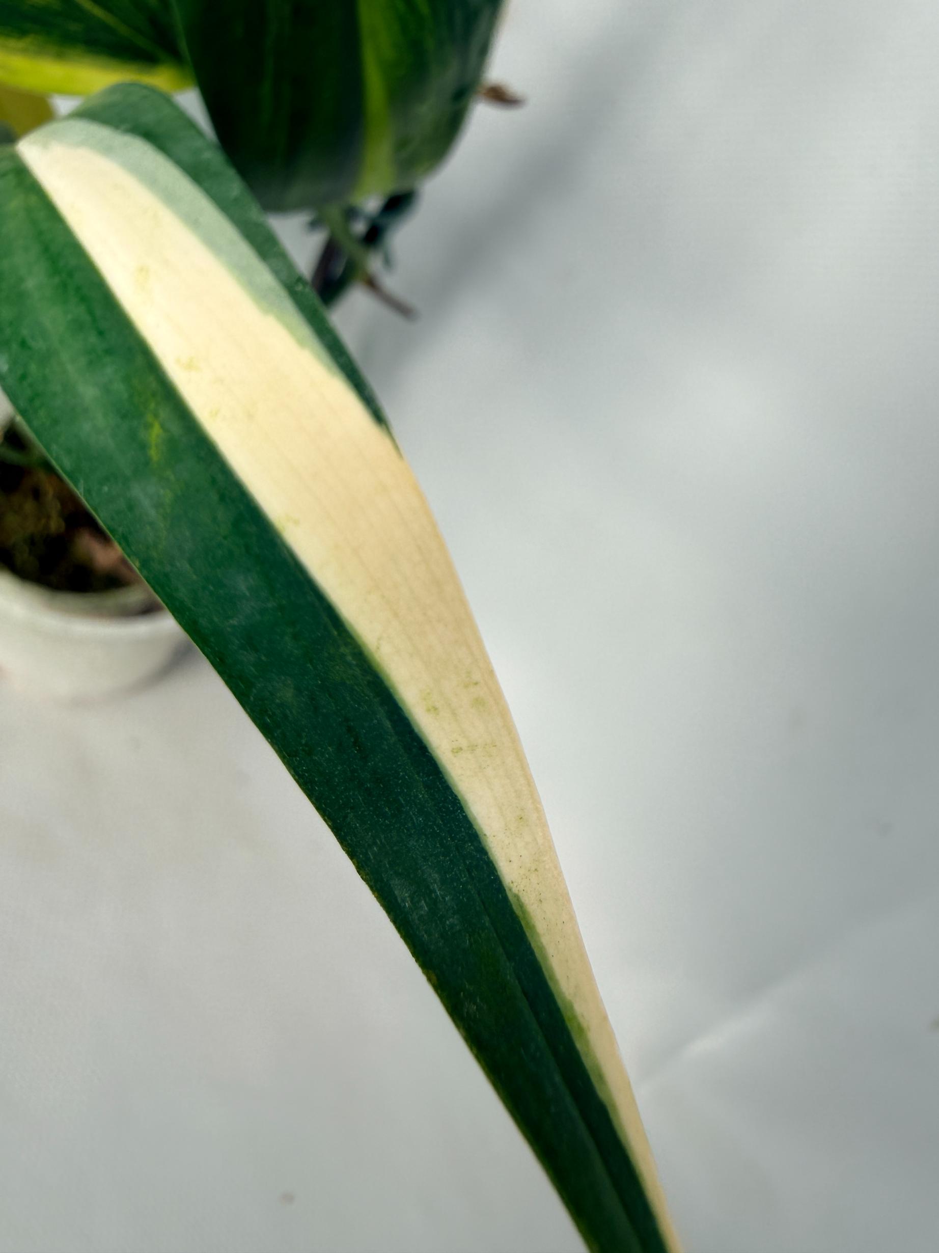 Epipremnum Amplissimum variegata Aurea 03