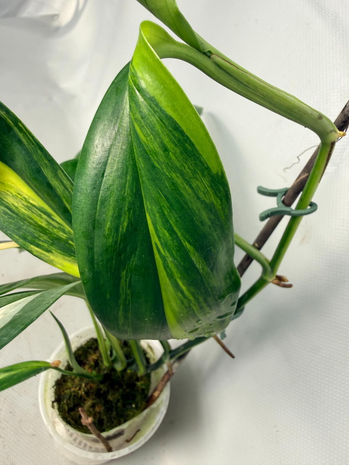 Epipremnum Amplissimum variegata Aurea 04