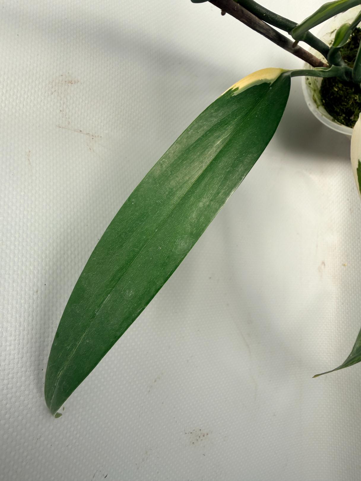 Epipremnum Amplissimum variegata Aurea 06