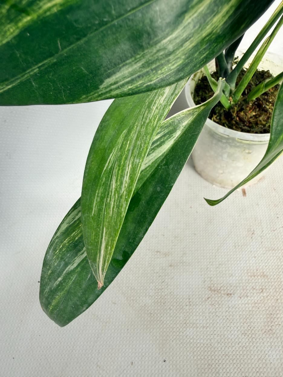 Epipremnum Amplissimum variegata Aurea 07