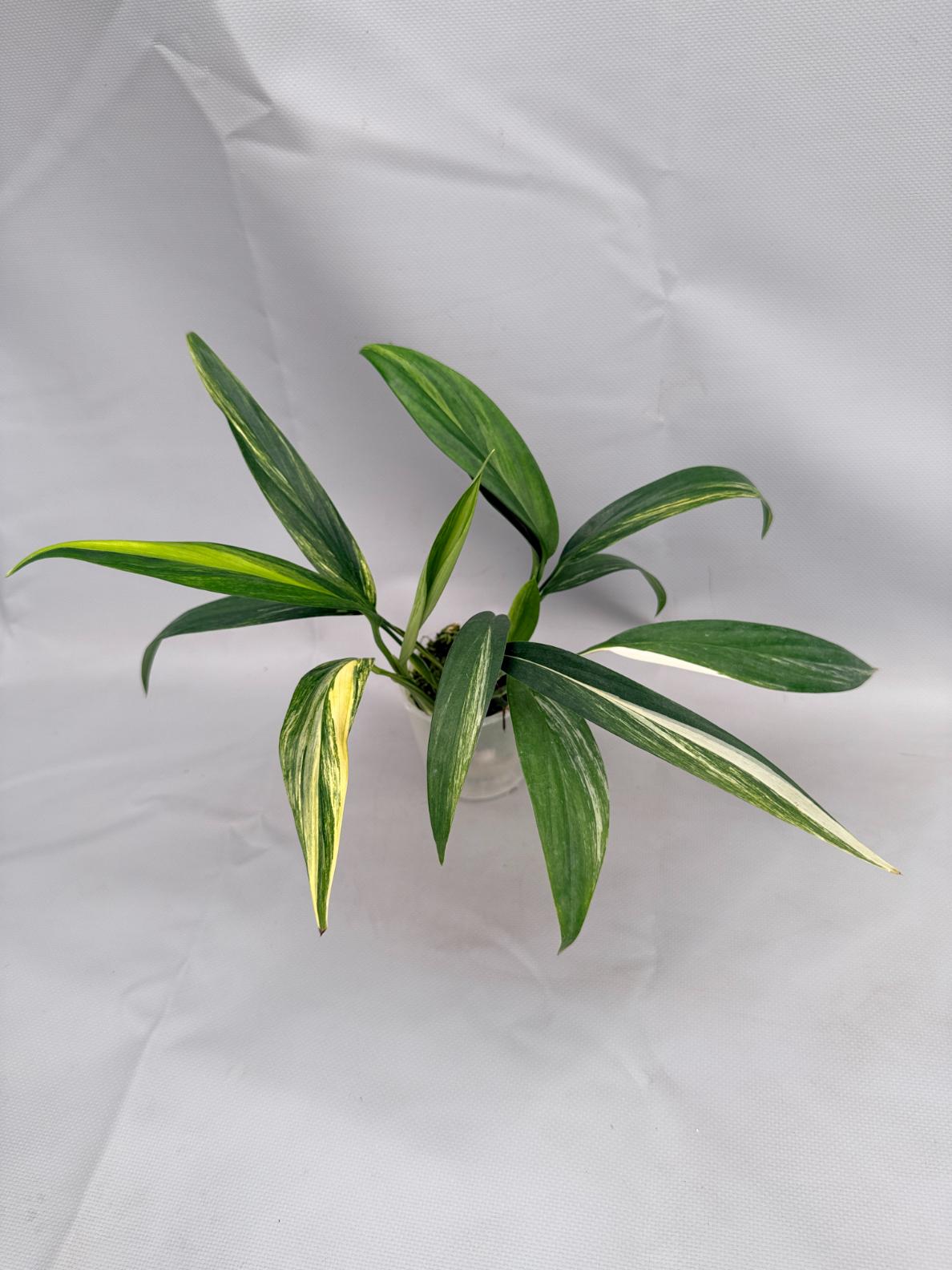 Epipremnum Amplissimum variegata Aurea 01