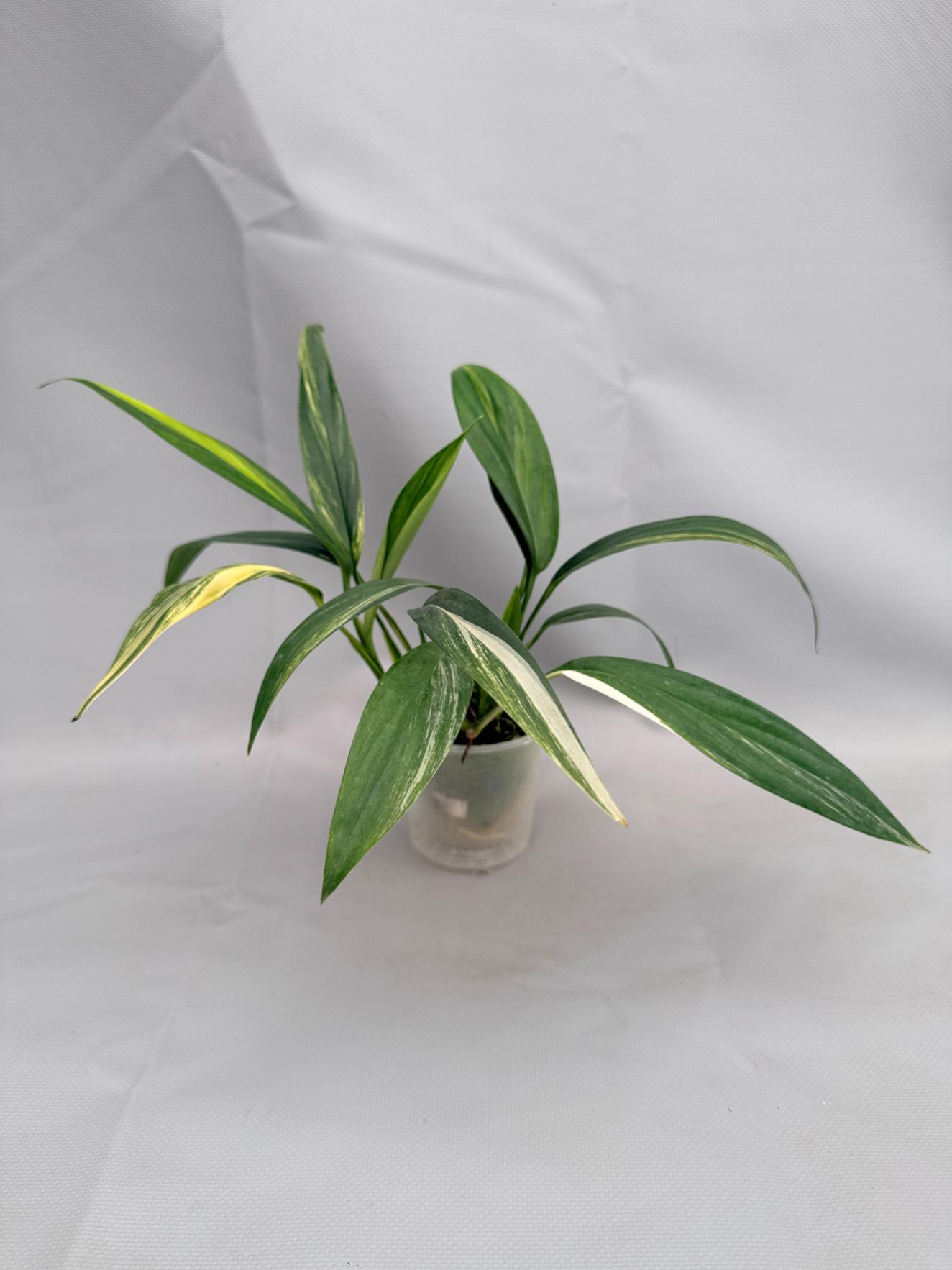 Epipremnum Amplissimum variegata Aurea 07