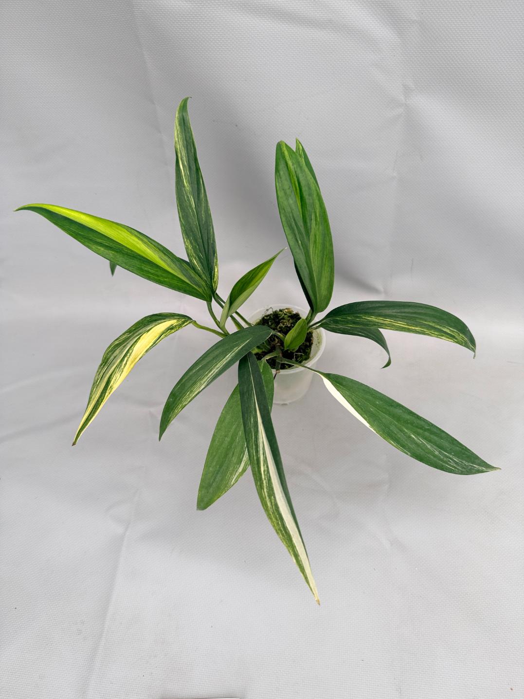 Epipremnum Amplissimum variegata Aurea 08