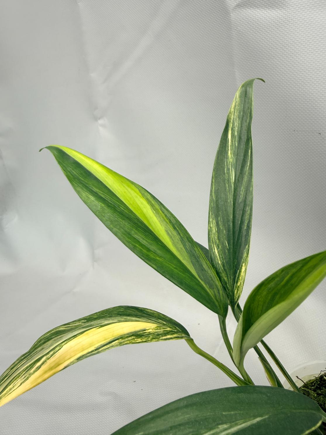 Epipremnum Amplissimum variegata Aurea 03
