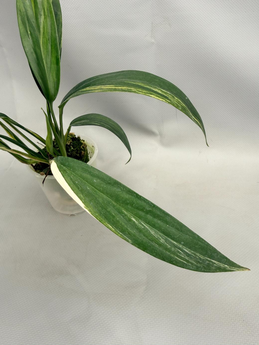 philodendron amplissimum variegated Epipremnum Amplissimum variegata Aurea