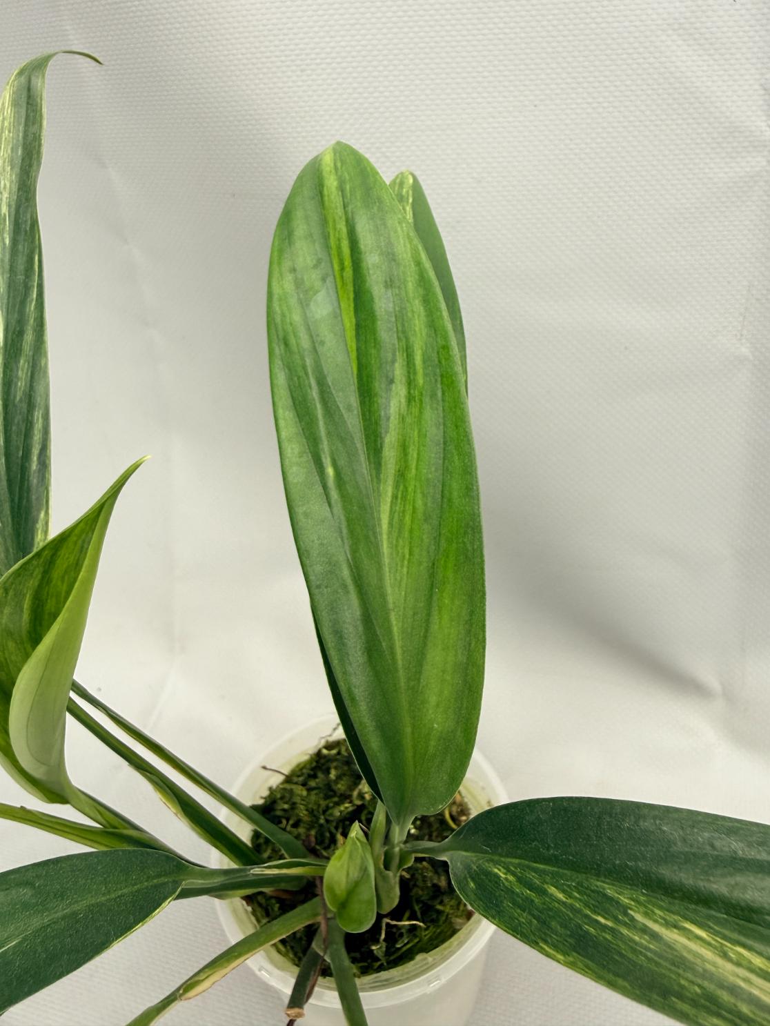 philodendron amplissimum Epipremnum Amplissimum variegata Aurea