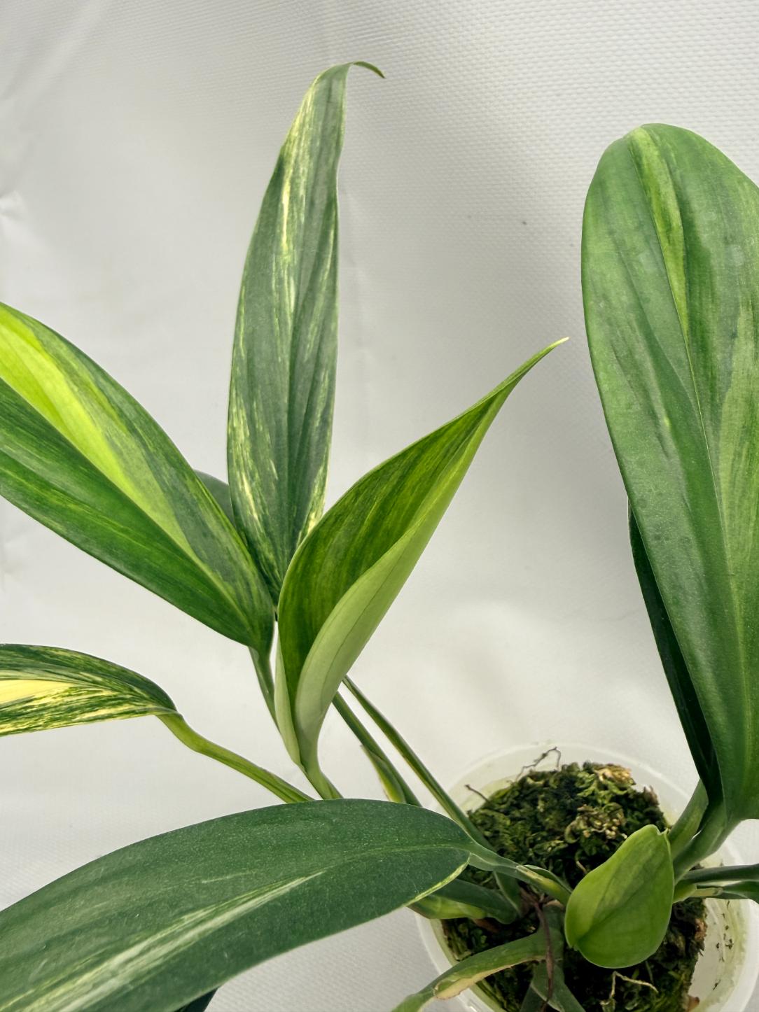 Epipremnum Amplissimum variegata Aurea 06