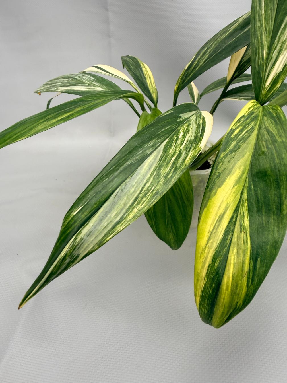 Epipremnum Amplissimum variegata Aurea 04