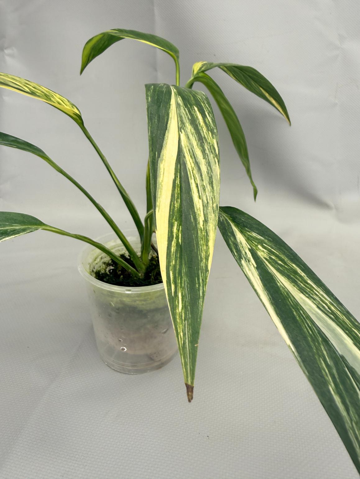 Epipremnum Amplissimum variegata Aurea 01