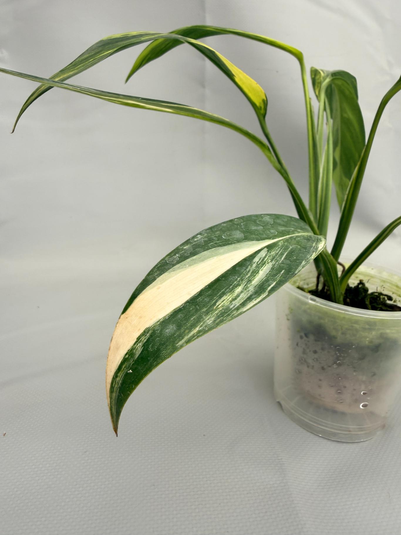 Epipremnum Amplissimum variegata Aurea 04