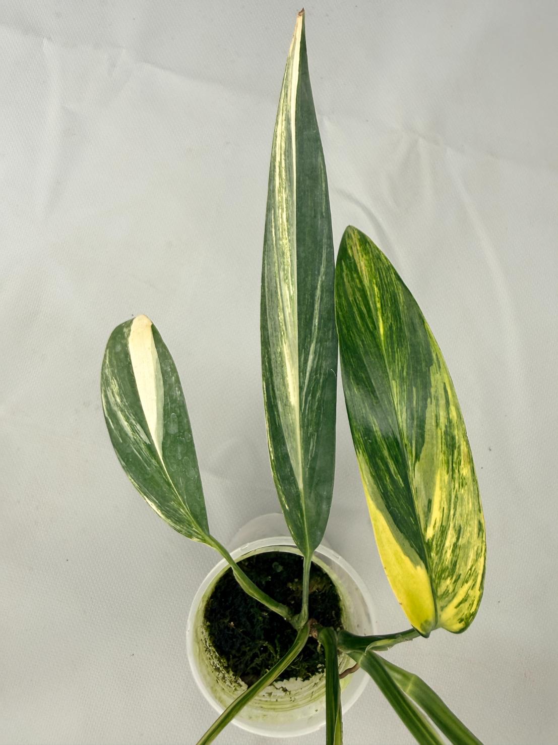 Epipremnum Amplissimum variegata Aurea 06