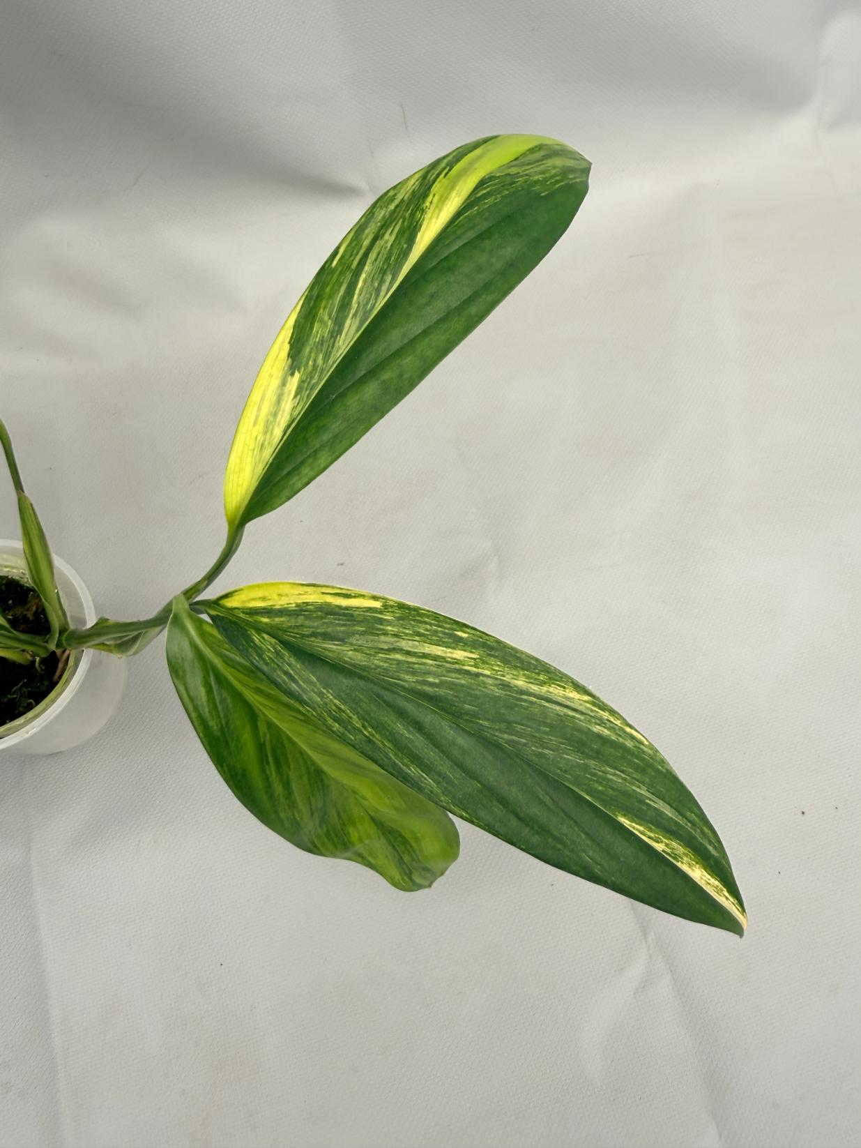 philodendron amplissimum variegated Epipremnum Amplissimum variegata Aurea