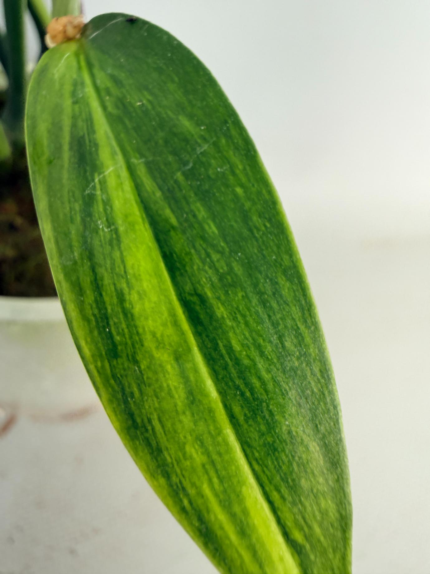 Epipremnum Amplissimum variegata Aurea 08