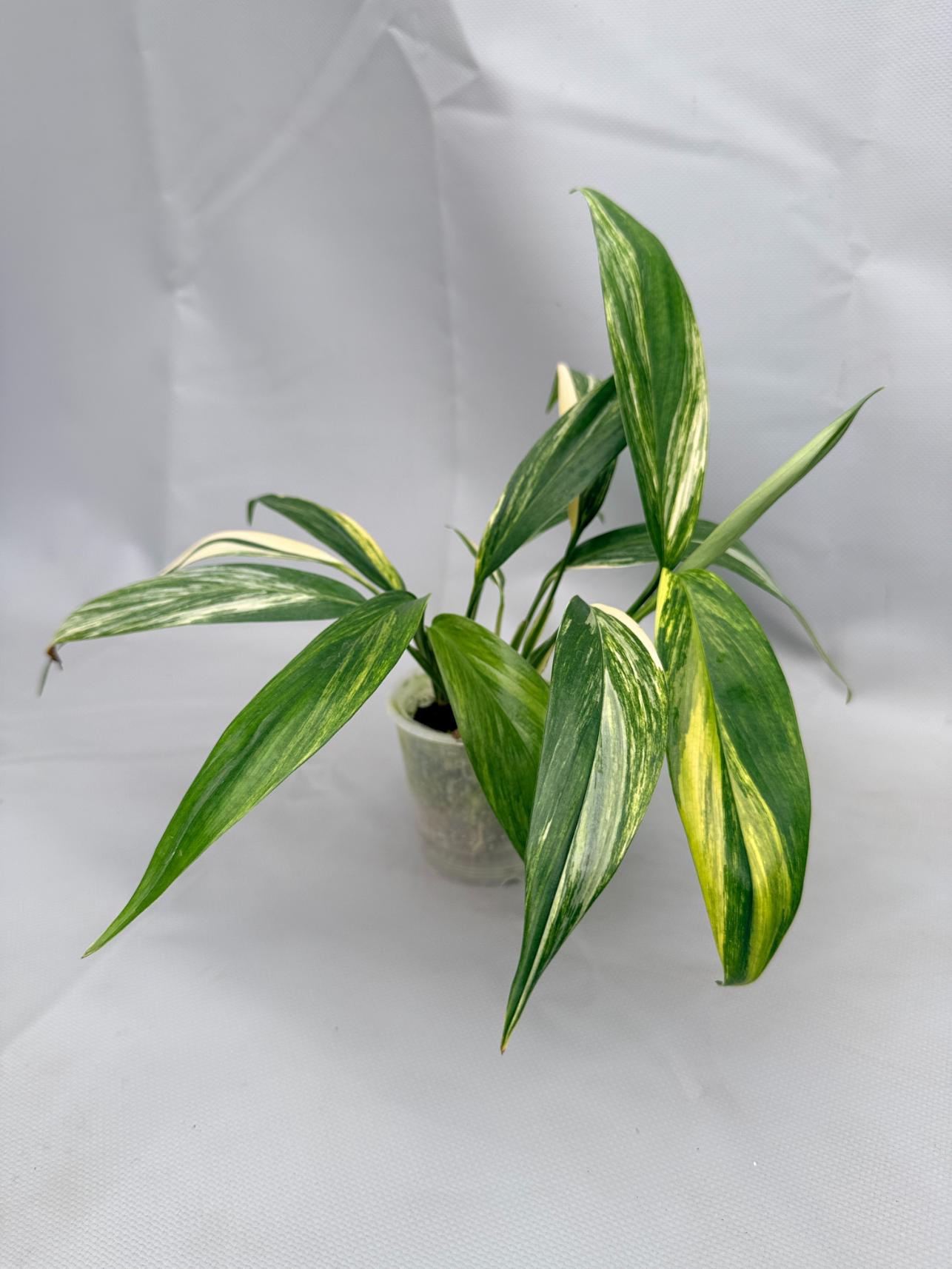 Epipremnum Amplissimum variegata Aurea 01