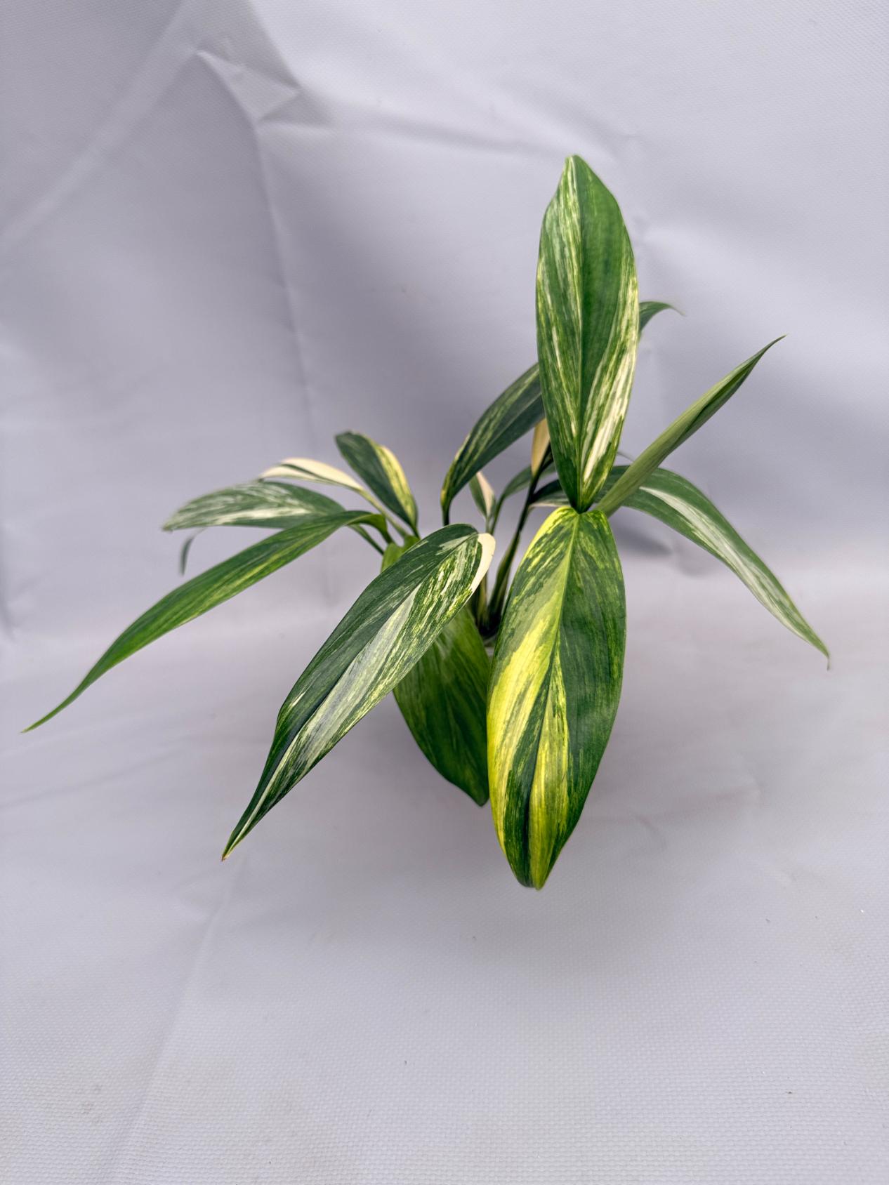 Epipremnum Amplissimum variegata Aurea 06
