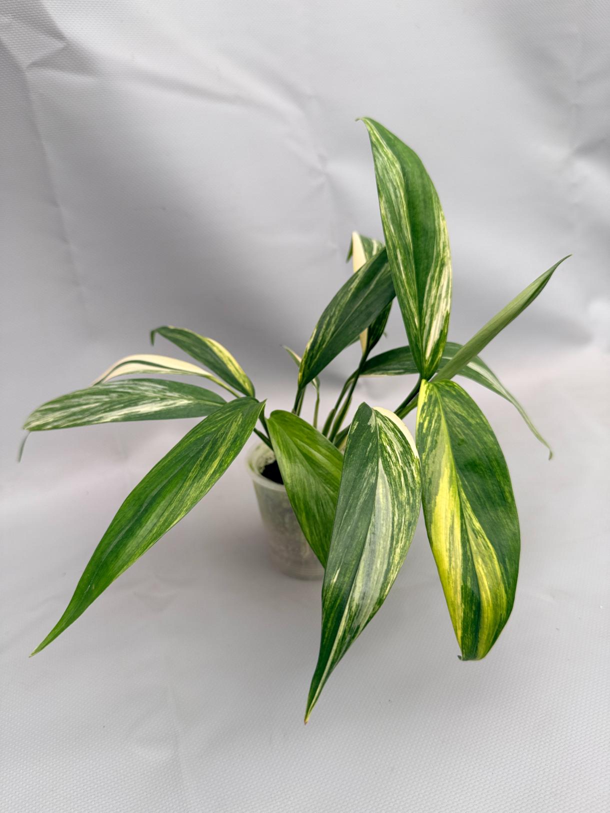 Epipremnum Amplissimum variegata Aurea 07