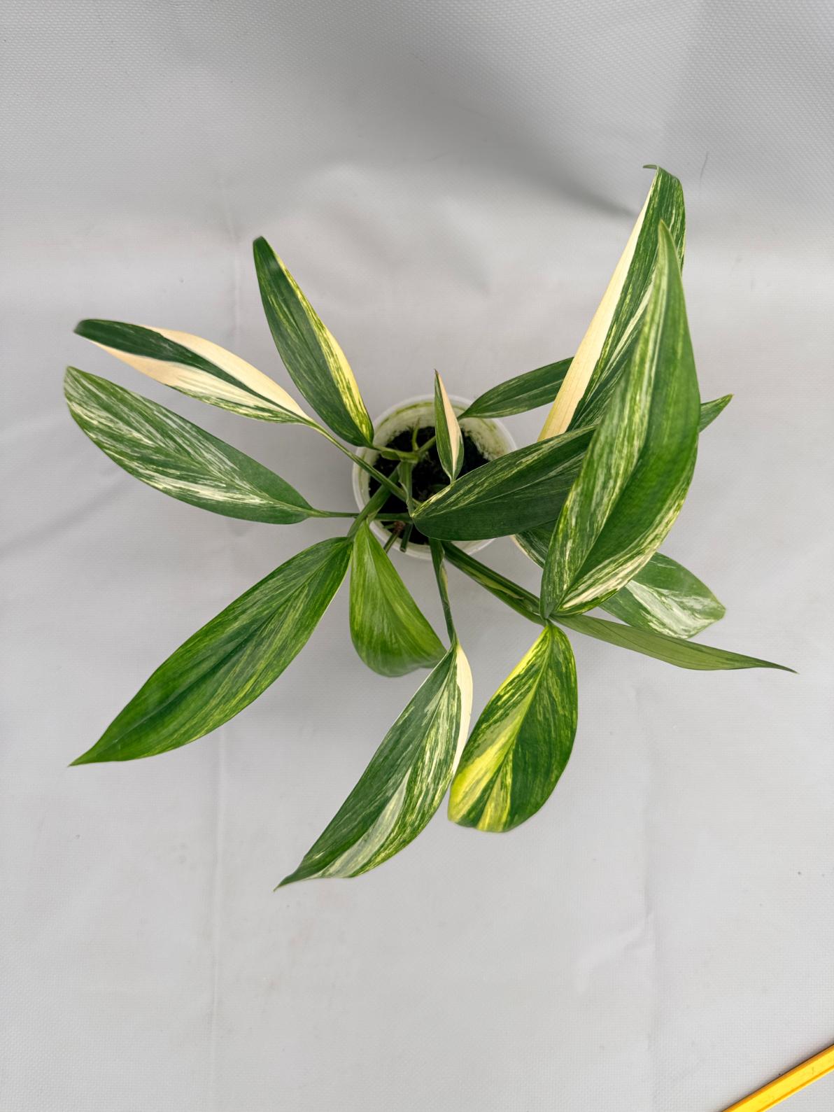 Epipremnum Amplissimum variegata Aurea 08