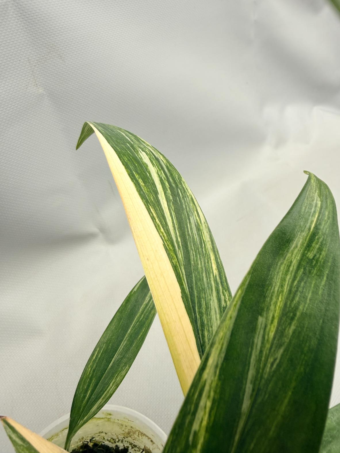 Epipremnum Amplissimum variegata Aurea 05
