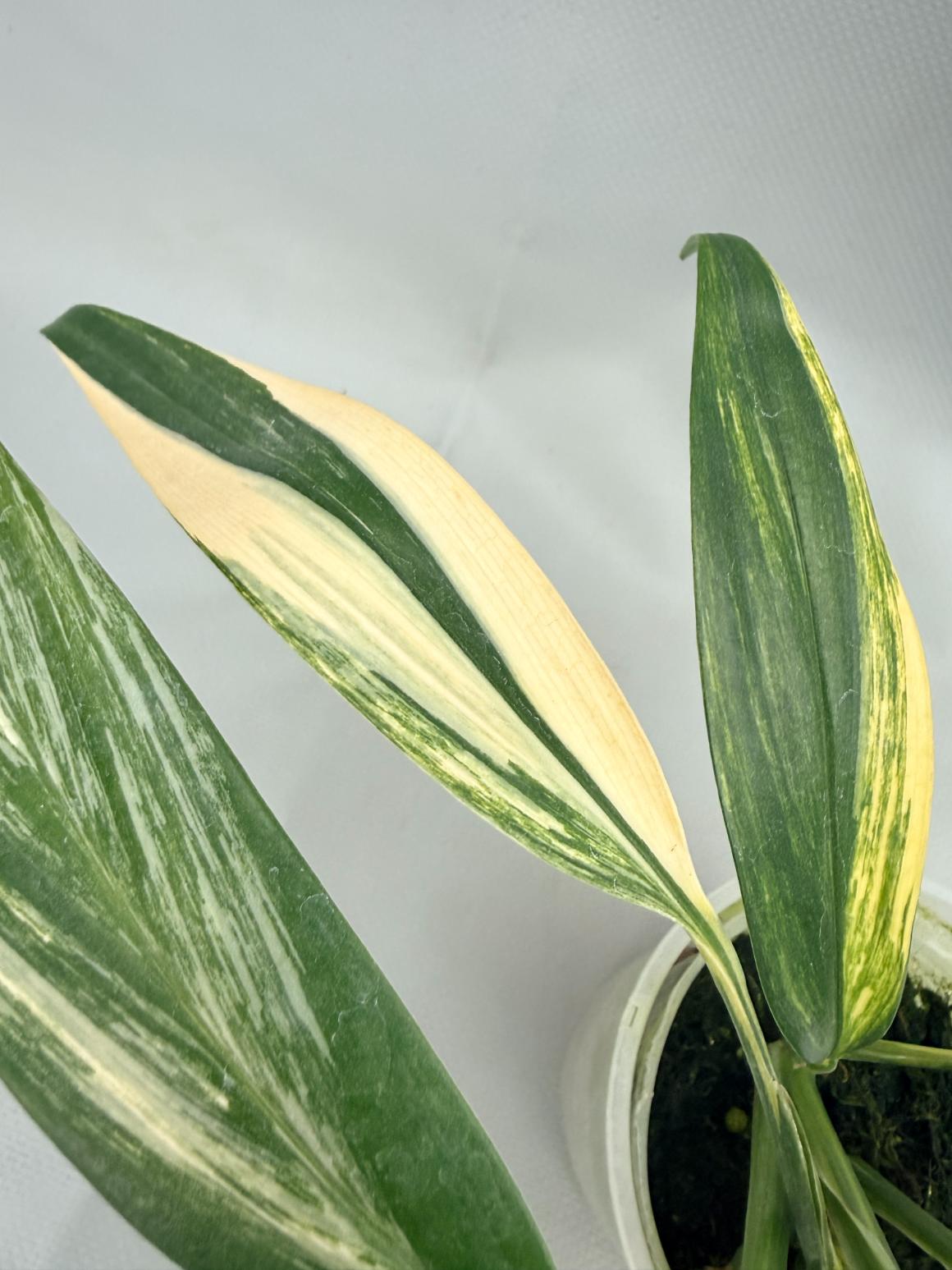 Epipremnum Amplissimum variegata Aurea 02