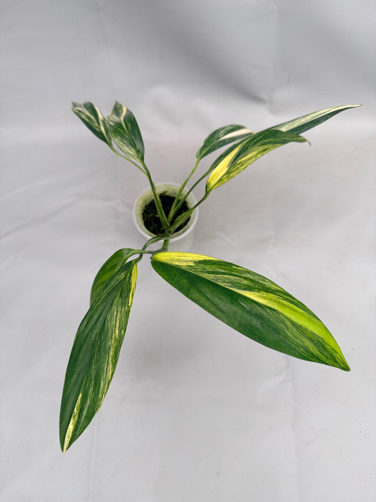 Epipremnum Amplissimum variegata Aurea 05