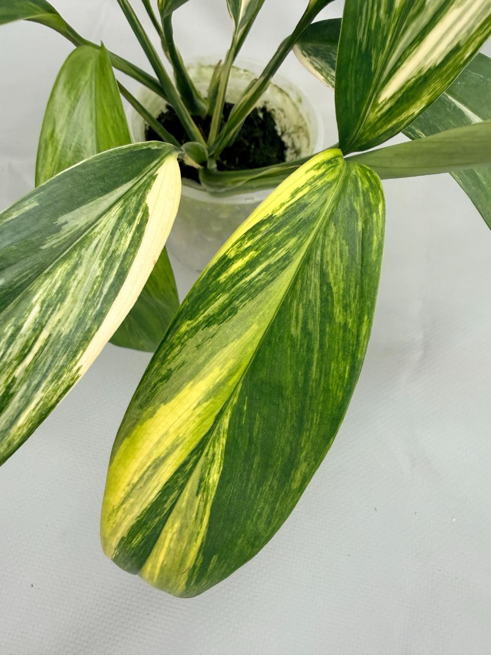 Epipremnum Amplissimum variegata Aurea 03