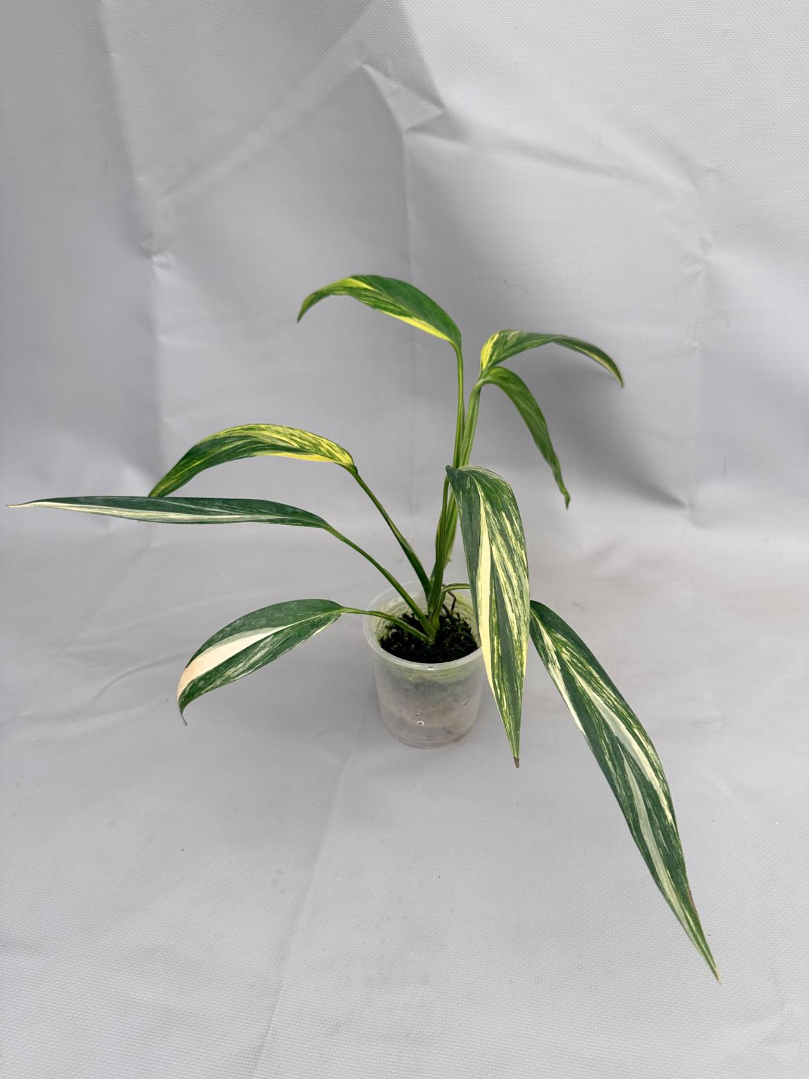 Epipremnum Amplissimum variegata Aurea 07