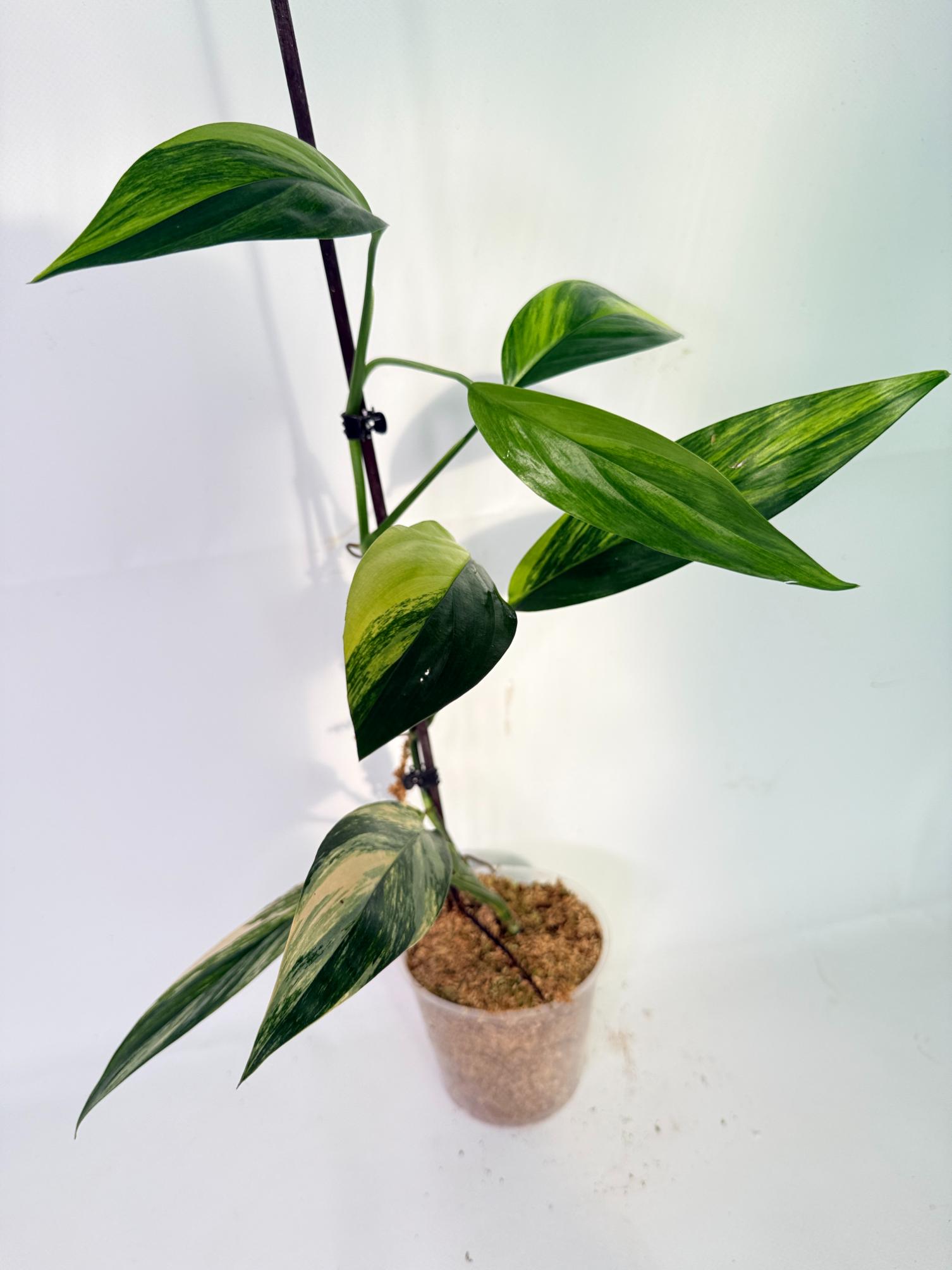 Epipremnum Amplissimum variegata Aurea 08