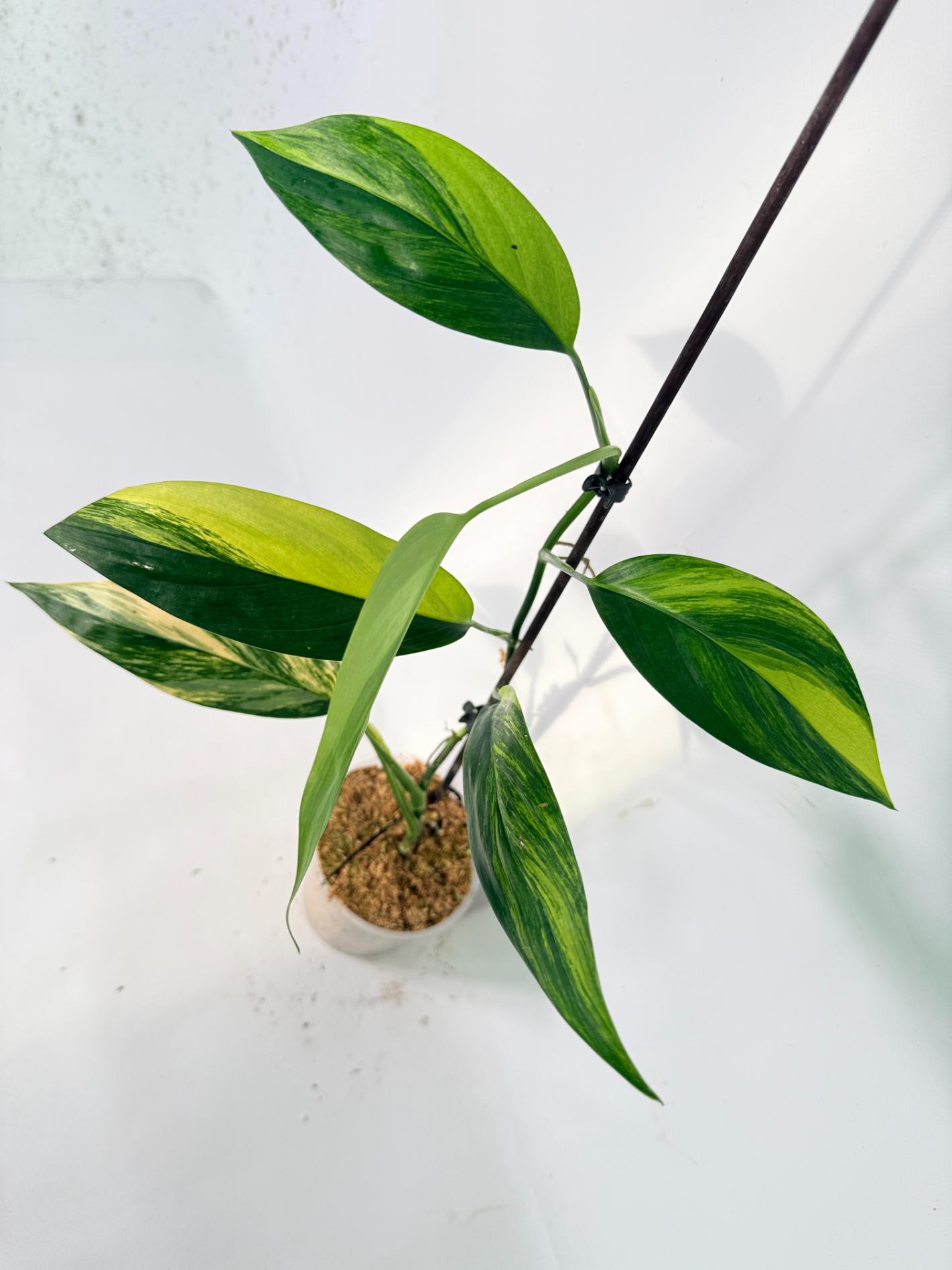 Epipremnum Amplissimum variegata Aurea 09