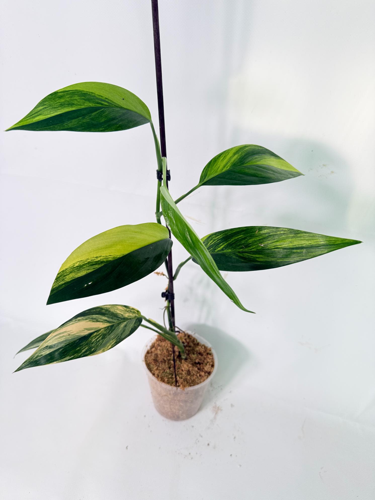Epipremnum Amplissimum variegata Aurea 01