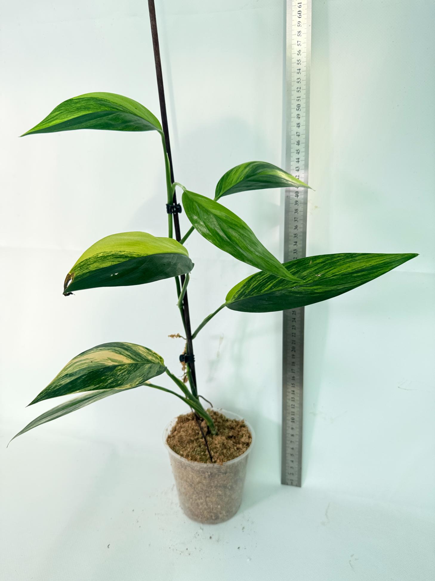 Epipremnum Amplissimum variegata Aurea 02