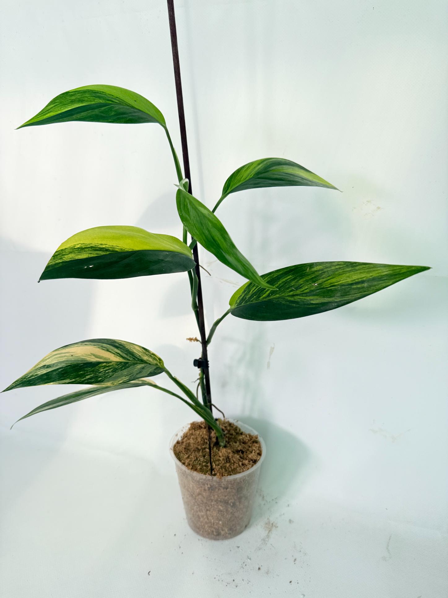 Epipremnum Amplissimum variegata Aurea 10