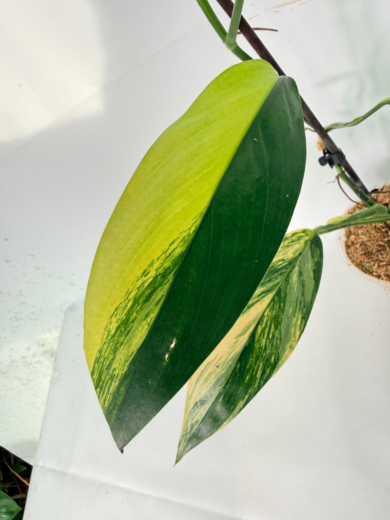 Epipremnum Amplissimum variegata Aurea 03