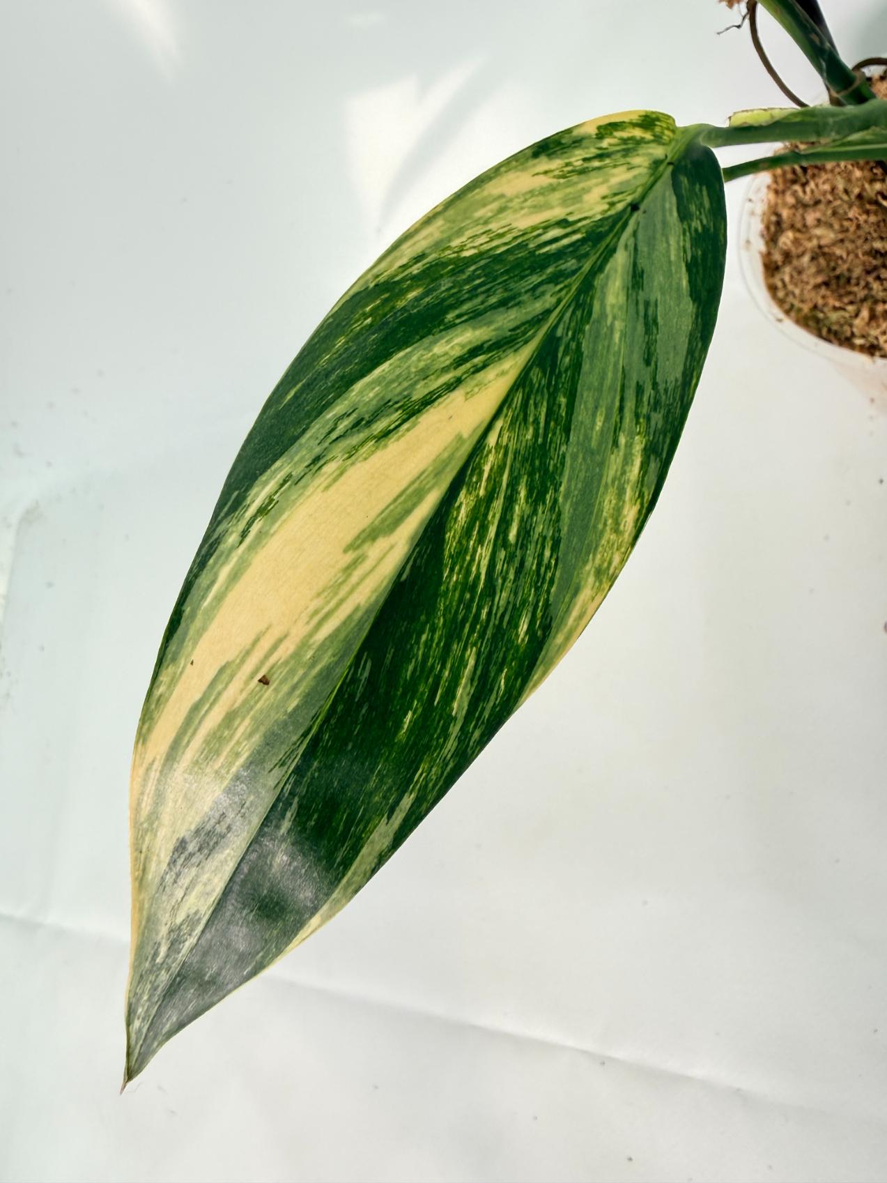 Epipremnum Amplissimum variegata Aurea 04