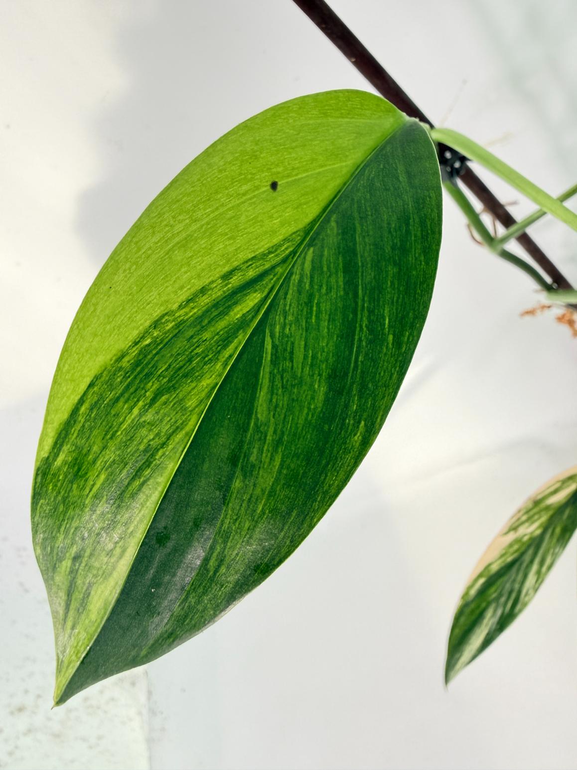 Epipremnum Amplissimum variegata Aurea 05