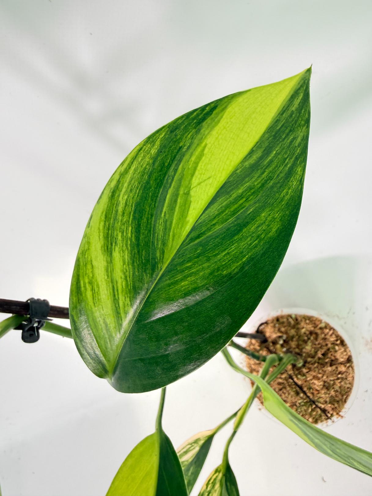 Epipremnum Amplissimum variegata Aurea 06
